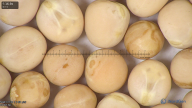 column seed