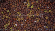 seed