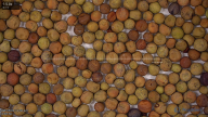 seed