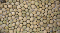 seed