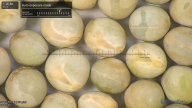 column seed