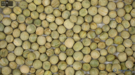 seed