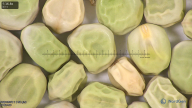 column seed