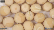 column seed