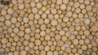 seed