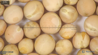 column seed