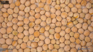seed