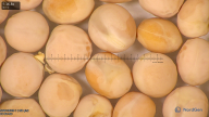 column seed