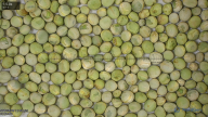 seed