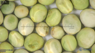 column seed