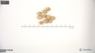 seed