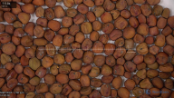 seed