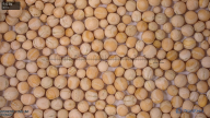 seed