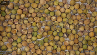 seed
