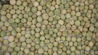 seed