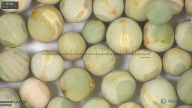 column seed