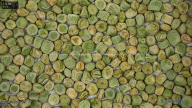 seed