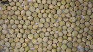 seed