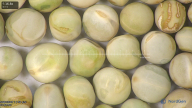 column seed