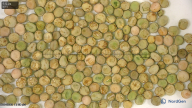seed