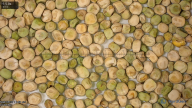 seed