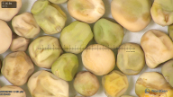 column seed
