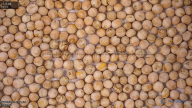 seed
