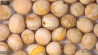 column seed