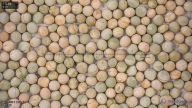 seed