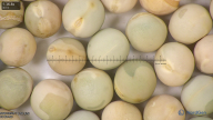 column seed