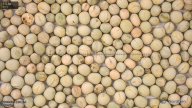 seed