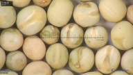 column seed