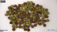 column seed