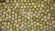 seed