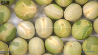 column seed