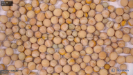 column seed