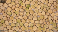 column seed