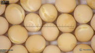 column seed