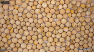 column seed