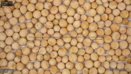 seed