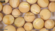 column seed