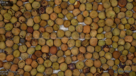 seed