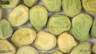 column seed