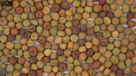 seed