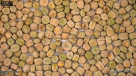 seed