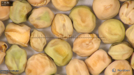 column seed