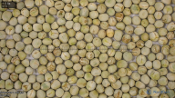 seed