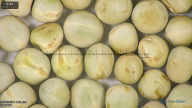 column seed
