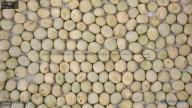 seed