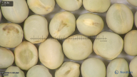 column seed
